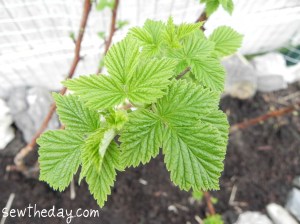 Raspberries Canes and a Box of Rocks | Sew the Day